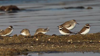Common Ringed Plover