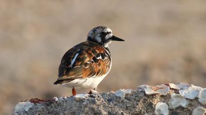 Ruddy Turnstone