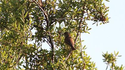 Eastern Olivaceous Warbler
