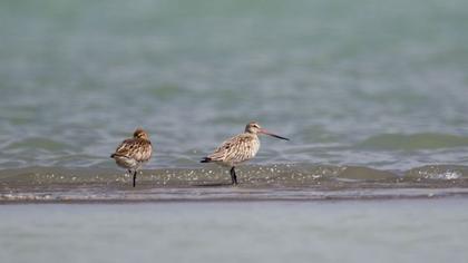 Bar-tailed Godwit