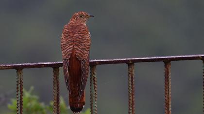 Common Cuckoo
