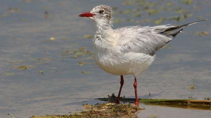 Slender-billed Gull