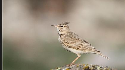 Crested Lark