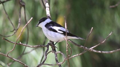 Collared Flycatcher