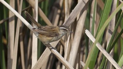 Moustached Warbler