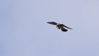 Red-footed Falcon