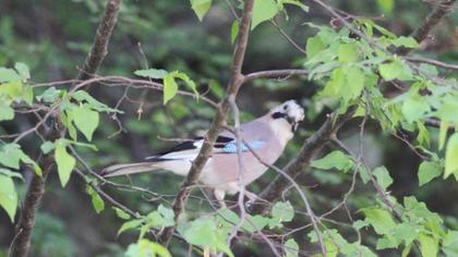 Eurasian Jay