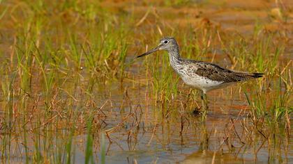 Common Greenshank