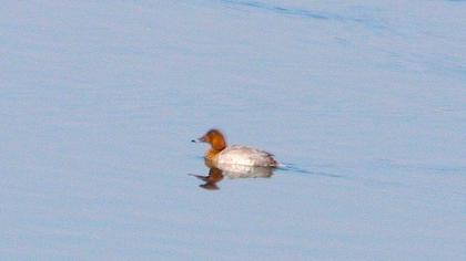 Common Pochard