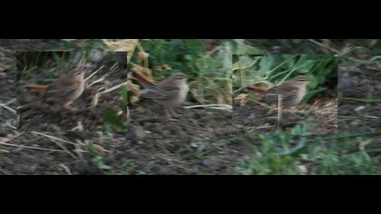 Rufous-tailed Scrub Robin