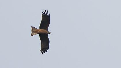 Black Kite