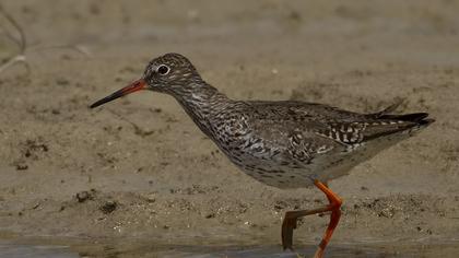 Kızılbacak