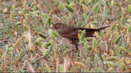 Thrush Nightingale