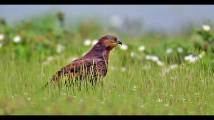 European Honey Buzzard