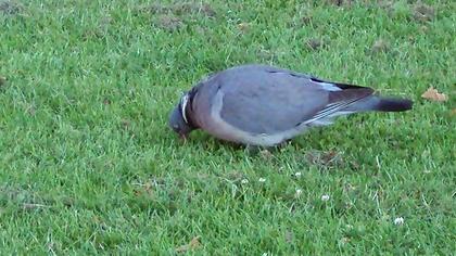 Common Wood Pigeon