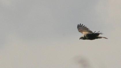 Western Marsh Harrier