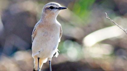 Isabelline Wheatear