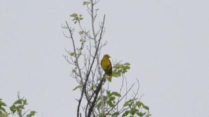 Eurasian Golden Oriole