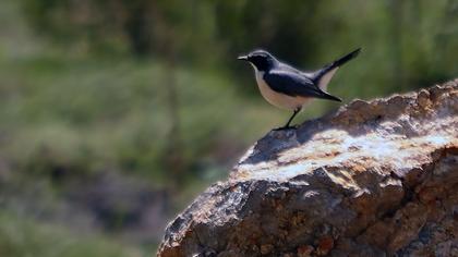 White-throated Robin