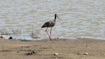 Black Stork