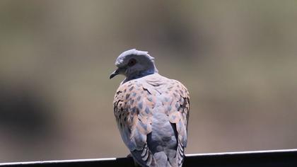 European Turtle Dove