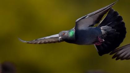 Rock Dove
