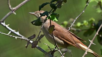 Common Nightingale