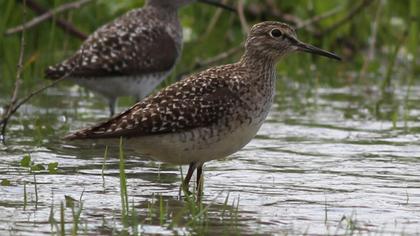 Wood Sandpiper