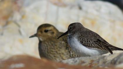 European Golden Plover
