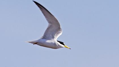 Little Tern