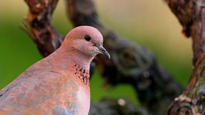 Laughing Dove