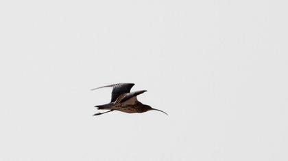 Eurasian Curlew