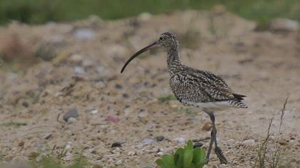 Eurasian Curlew