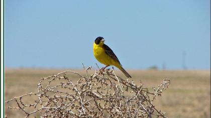 Black-headed Bunting