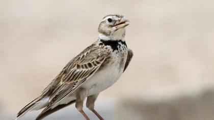 Calandra Lark