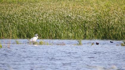 Eurasian Spoonbill