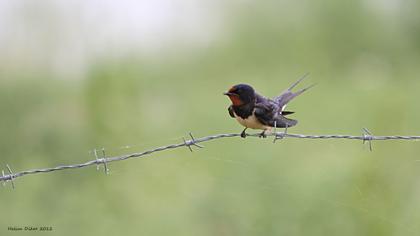 Barn Swallow