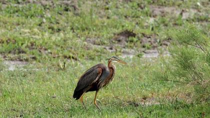 Purple Heron