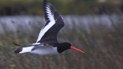 Eurasian Oystercatcher