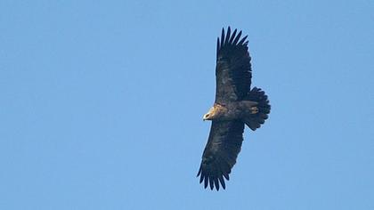 Lesser Spotted Eagle