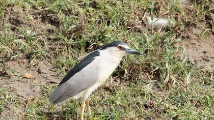 Black-crowned Night Heron