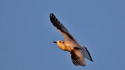 Little Gull
