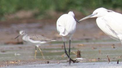 Common Greenshank