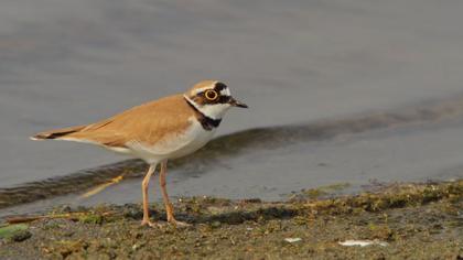 Little Ringed Plover