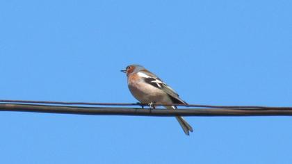 Common Chaffinch