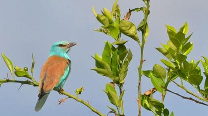 Gökkuzgun