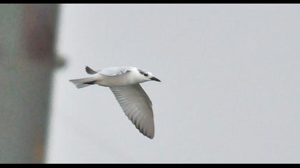 Gülen sumru