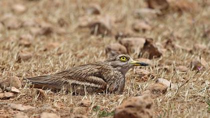 Eurasian Stone-curlew