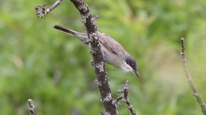 Eastern Orphean Warbler