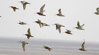 Bar-tailed Godwit